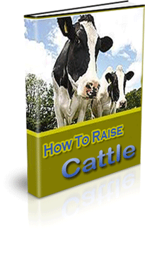 The How To Raise Cattle eBook