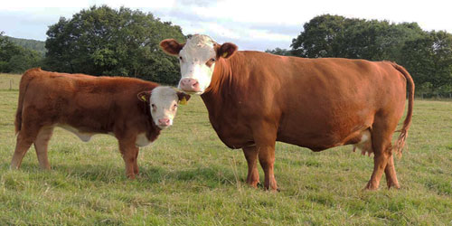 Raising Hereford Cattle Frequently Asked Questions
