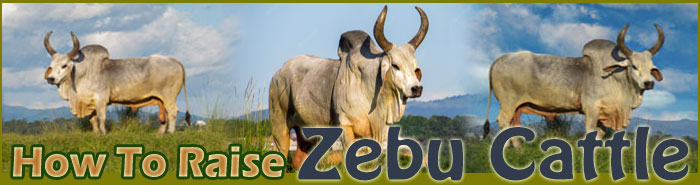 How To Raise Zebu Cattle