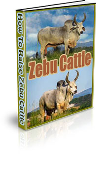 The How To Raise Zebu Cattle eBook