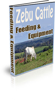 Raising Zebu Cattle For Profit